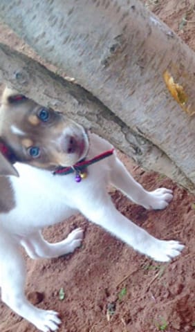 Race de mon chiot