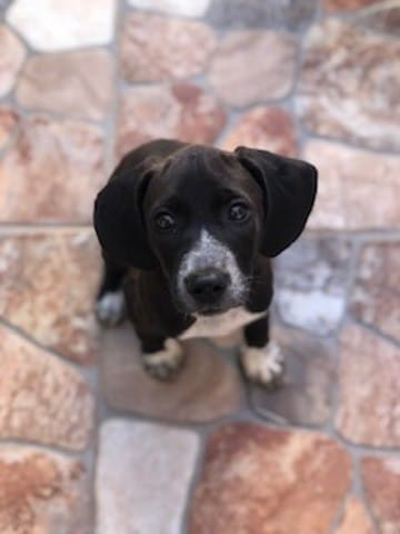 Quelle est la race de ce chien?