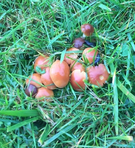 Champignons dans pelouse jardin