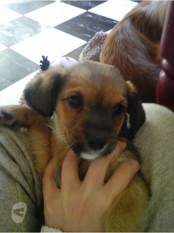 le chien et coupe de quoi