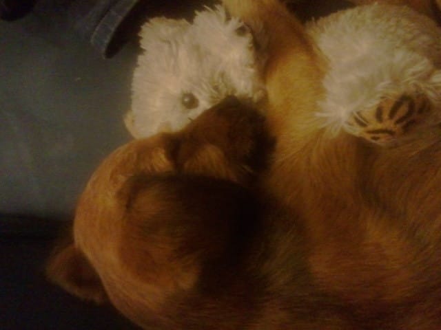 la  race de ma  gaya