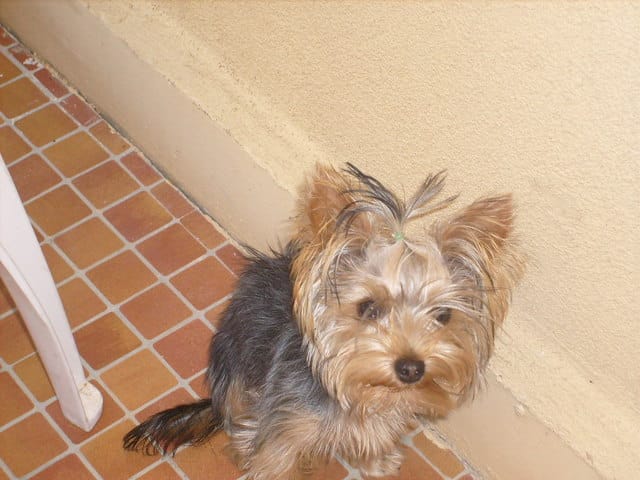 fragilité du yorkshire