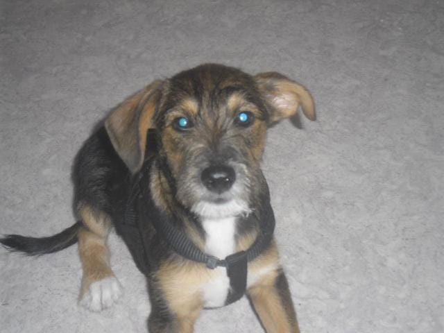 De quel croisement est issu mon chien?