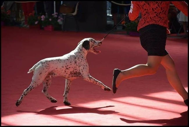 Prochaines portées en vue au Pech du Cayrol