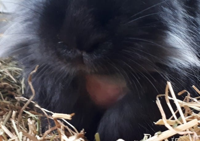 Mon lapin a un trou de poil dans le cou