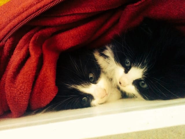 Marcel et Lulu 