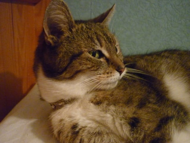 La belle Mimi à adopter [qui lui donnera une nouvelle chance?]