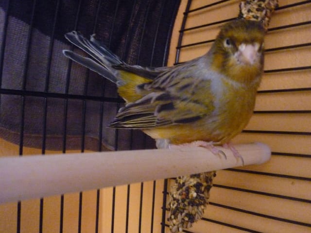 Cuicui est mort .... :(