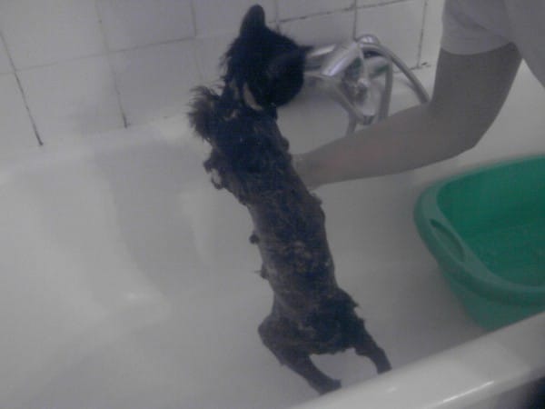 Charly ------> Au bain !! 