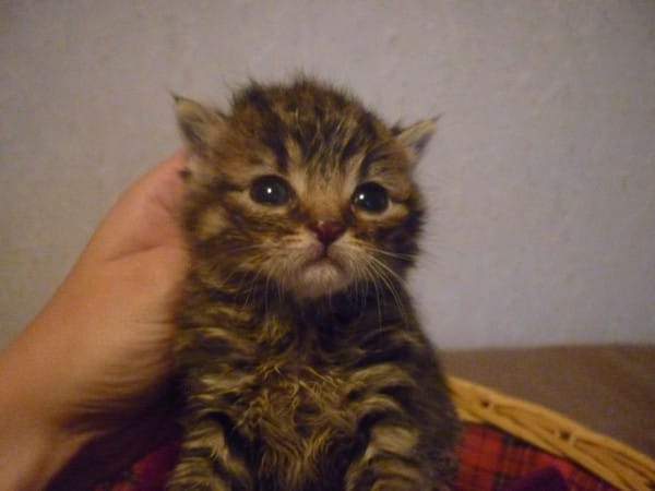 Nos nouveaux proteger, Enjoy et Eve