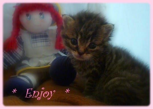 Enjoy            [ Ses photo, sa vie ]      