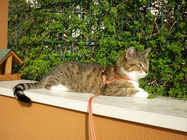 Mimi à adopter