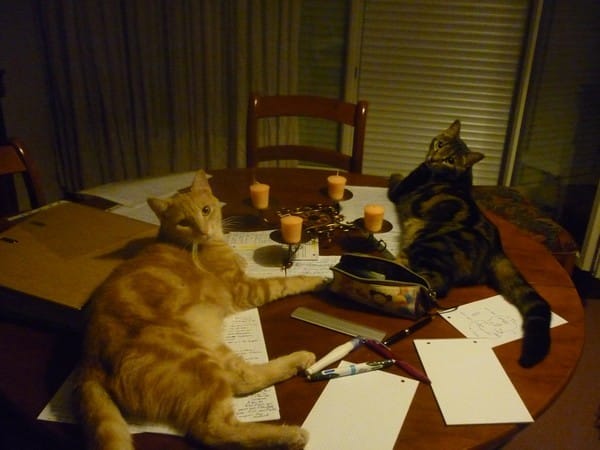 Comment [ne pas] reviser avec des chats 