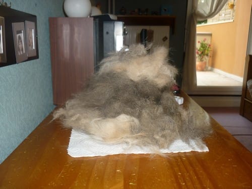 1 brosse, 8 chats et 2 heures plus tard ... 