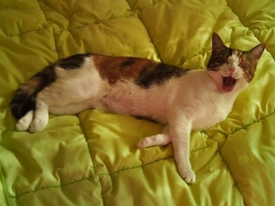 Idée pour des Tooniz