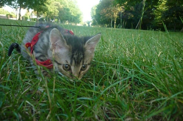 Premiere sortie des chatons