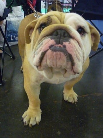 Salon internationale du chien [photos et videos]