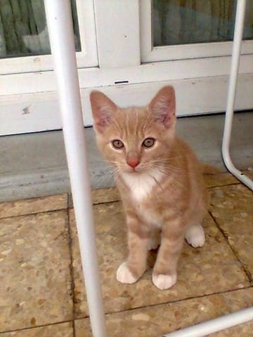 Chat mâle perdu - beige/roux chaussons blanc - brunoy 91800 