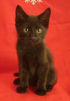 4 chatons de 2 mois à adopter !