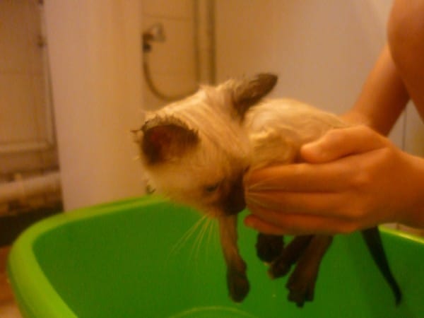 Tous au bain !! Indiana-Pearl-Ebène-Denver-Callie