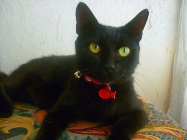 Sondage - Pour ou contre les colliers pour chats ? 