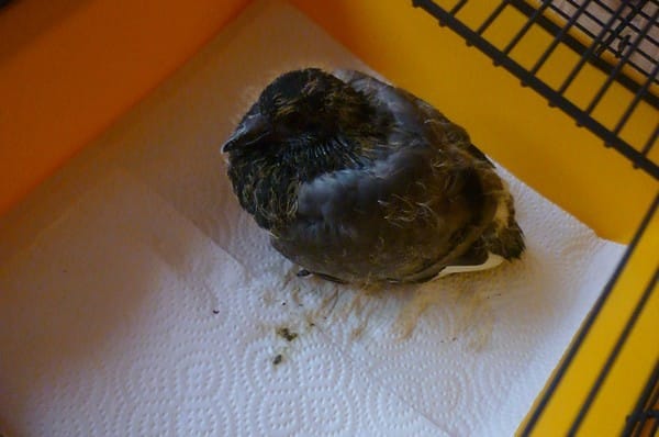 Devinez notre nouvel animal ? ! 