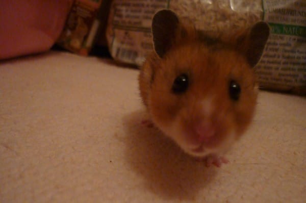 15 jours avec Freddy le hamster ! 