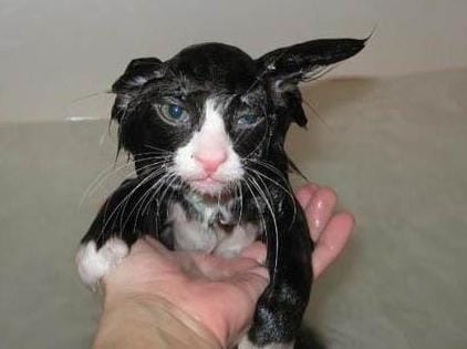  USA : Il faisait mariner son chat pour le manger !!