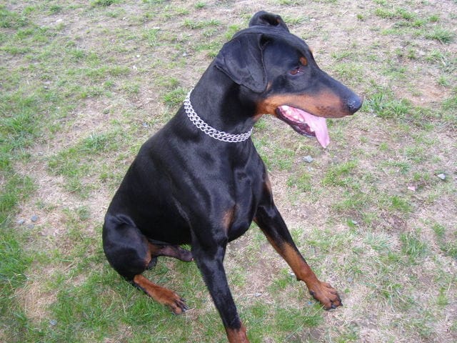 Retour de l'Enfer pour ATTILA - Petition