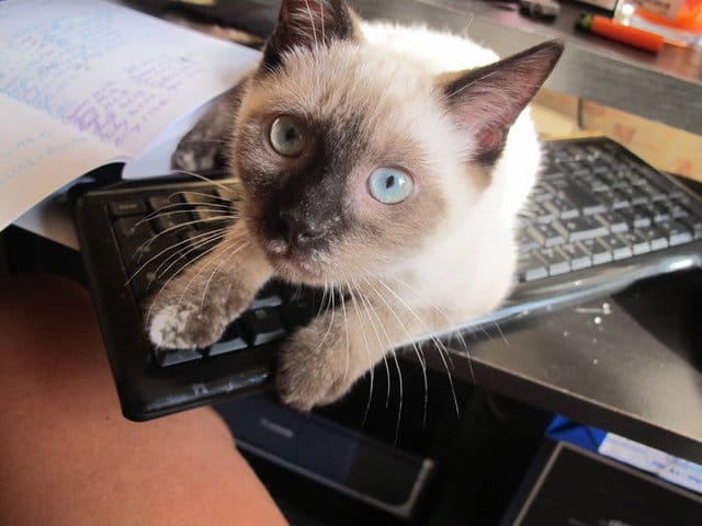 Nouvelles de Pearl et Indiana toutes deux adoptées!