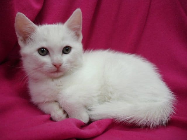 Mes nouveaux protegés