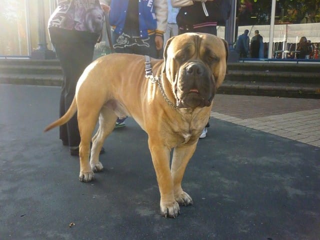 Animal expo en photo 