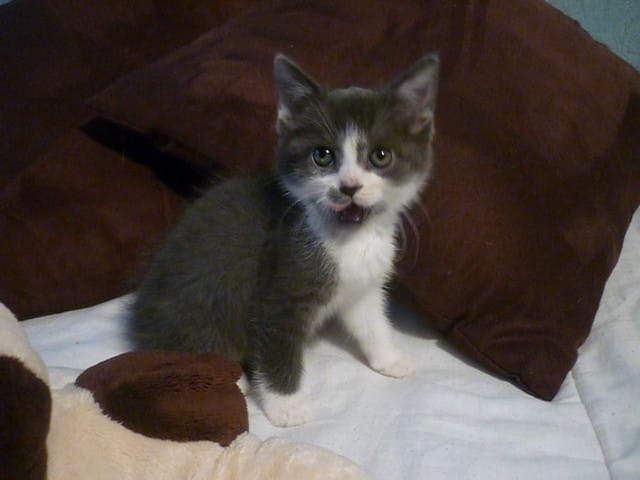 Une nouvelle chatte, toute petite petite