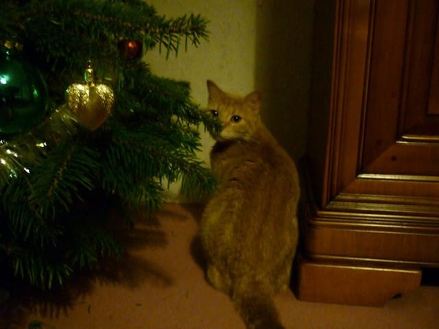 Mes chats, noël, la neige, les cadeaux ... 