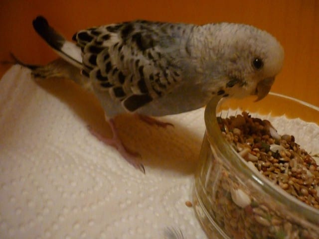 Vite une famille pour Iris, jeune perruche - RP