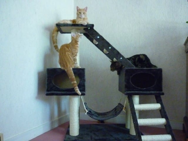 Une idée pour un nouvel arbre à chat ?