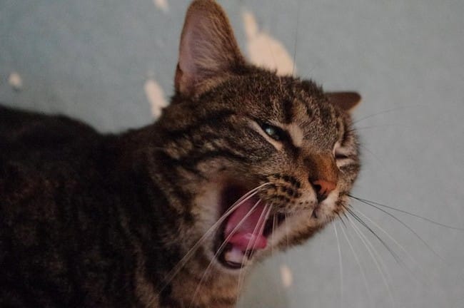 Comment faire des photos avec des chats comme ça ... 