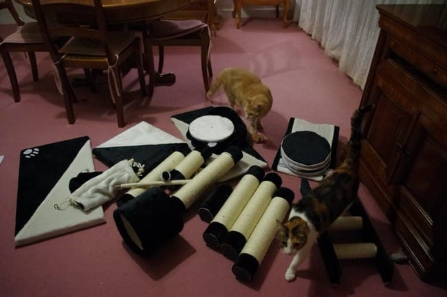 Leur nouvel arbre à chat ! 