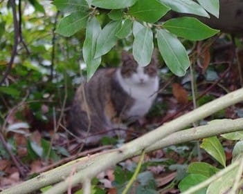 Idée de prénom original pour une chatte