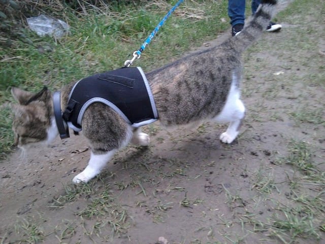 Mimi le chat en promenade - Photos !