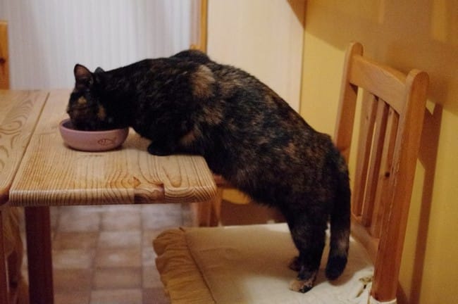 Avez vous déjà vu - un chat qui mange à table ?