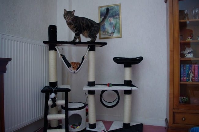 Arbre à chat ou arbre à chien ?
