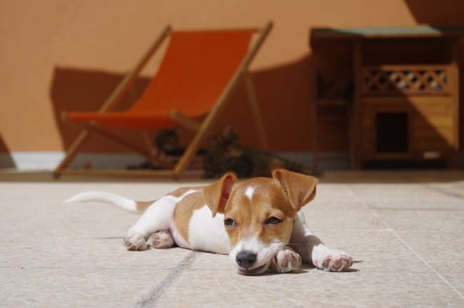 Lilo profite du soleil et de la terrasse ! 
