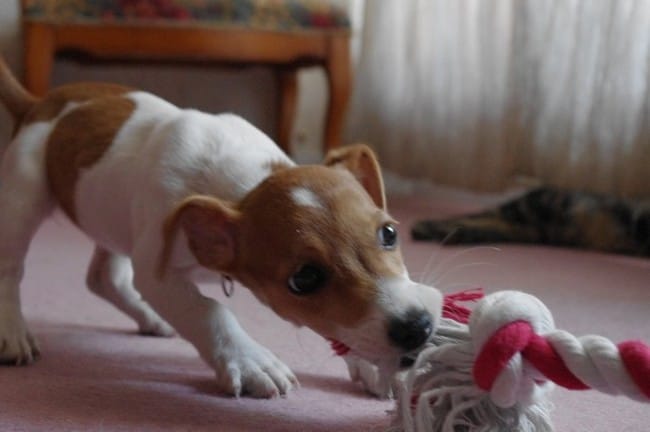 Jouet corde, la laisser gagner ? 