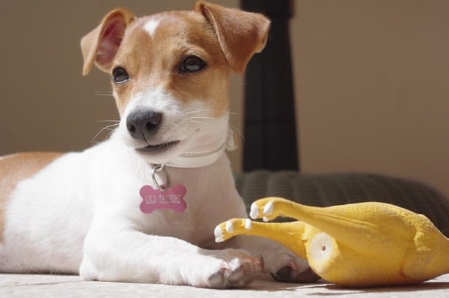 Vos chiens vont-ils dans des clubs canin ?