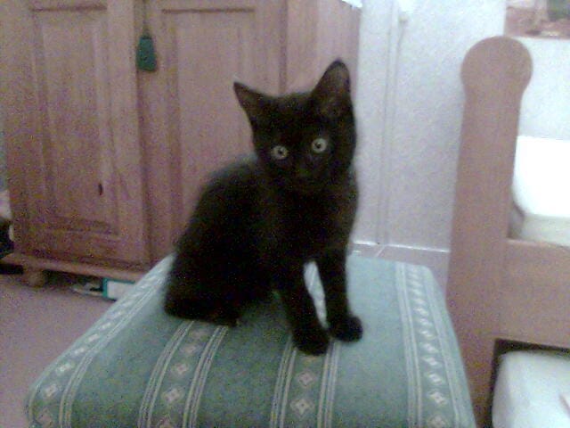 Souvenir de tous mes chats en accueil.