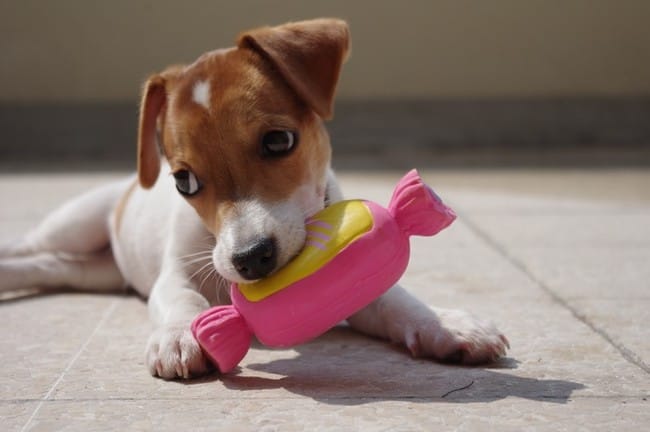 Quels jouets resistants pour un jack ?