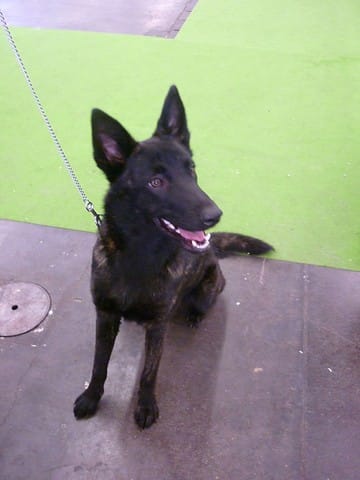[Photos] Paris Dog Show 2011
