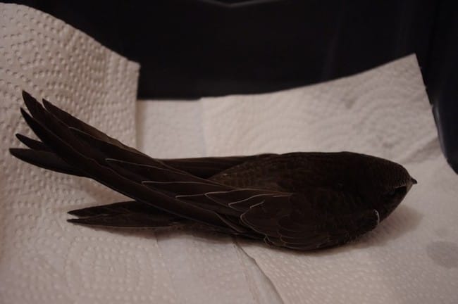 Petit martinet noir trouvé