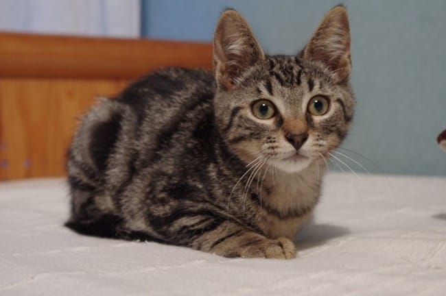 Deux petits nouveaux chatons 